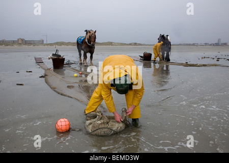 Krabbenfischer und Zugpferde mit Schiffsankern Angeln für Garnelen entlang der Nordseeküste, Oostduinkerke, Belgien Stockfoto