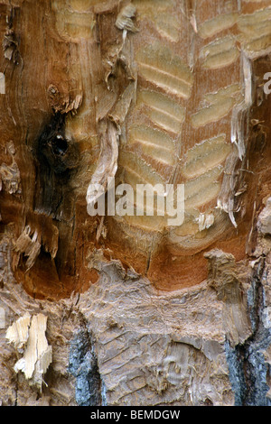 Nagen Zahnmarkierungen auf Baum von Biber (Castor Canadensis), Grand-Teton-Nationalpark, Nordamerika, USA Stockfoto