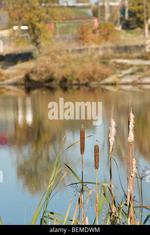 Rohrstock Spiegelbild im Wasser des Sees Stockfoto