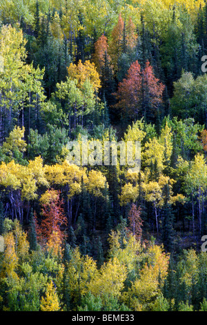 Taiga showing its autumn colours, Denali National Park, Alaska, USA Stockfoto