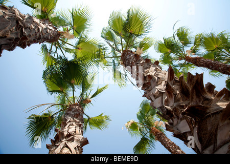 Palmen an der Promenade - Limassol, Zypern Stockfoto