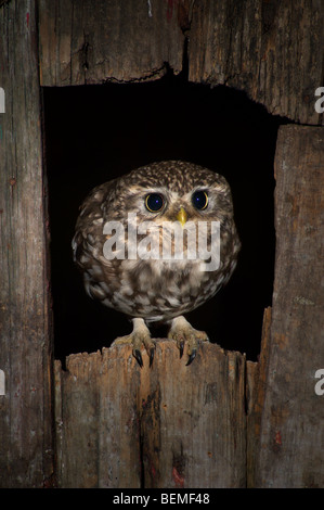 Steinkauz (Athene Noctua) sitzen im Spalt der alten Scheune in der Nacht Stockfoto