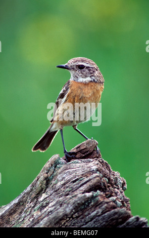 Schwarzkehlchen (Saxicola Torquata) weiblich, Belgien Stockfoto