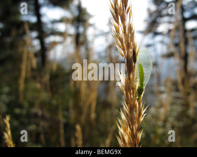 Gemeinsamen grünen Florfliege (Chrysoperla Carnea) auf Rasen Samenköpfe sitzen. Stockfoto