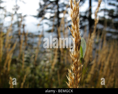 Gemeinsamen grünen Florfliege (Chrysoperla Carnea) auf Rasen Samenköpfe sitzen. Stockfoto