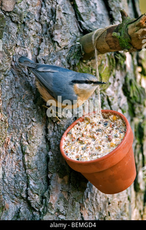 Eurasische Kleiber (Sitta Europaea) ernähren sich von Fett und Muttern aus Garten Vogelhäuschen in Baum hängen Stockfoto