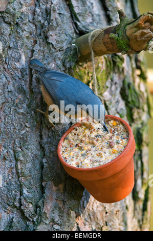 Eurasische Kleiber (Sitta Europaea) ernähren sich von Fett und Muttern aus Garten Vogelhäuschen in Baum hängen Stockfoto