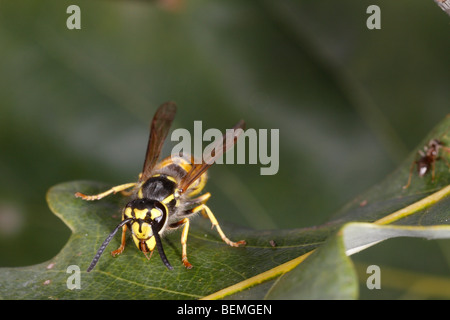 Wespe (Vespula Vulgaris) ernähren sich von Honigtau, das durch manchmal Roboris oben ausgeschieden worden ist (das ist eine Blattlaus, die feeds auf Eiche). Stockfoto