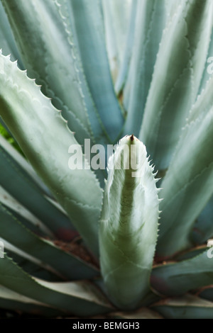 grünen saftigen Hintergrund mit selektiven Fokus Stockfoto