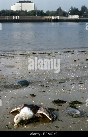 Tote Möwe am Strand, getötet durch Verschmutzung Stockfoto