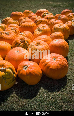 Eine Gruppierung von großen Größe sitzen in einem Feld an einem sonnigen Tag im Herbst Kürbisse. Stockfoto