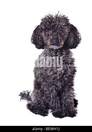schwarzer Pudel isoliert auf weißem Hintergrund Stockfoto