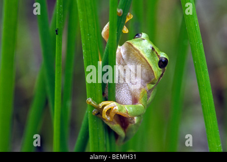 Europäischen gemeinsamen Laubfrosch (Hyla Arborea) klettern Stamm Stockfoto