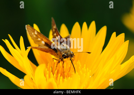 Feurige Skipper Fütterung auf einer Säge-Blatt Daisy Blume Stockfoto