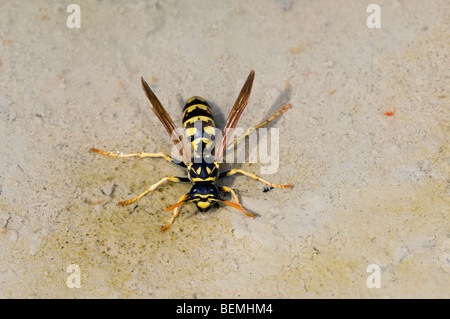 Paper Wasp (Polistes Gallicus) Trinkwasser, Extremadura, Spanien Stockfoto