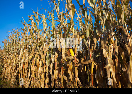 Mais-Feld im Oktober - reif für die Ernte. Stockfoto