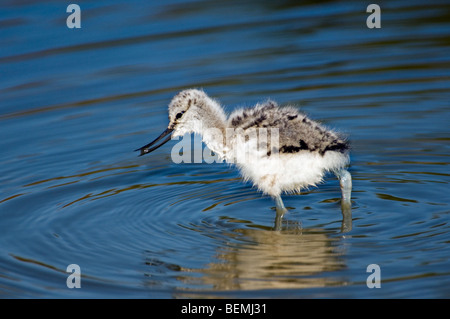 Trauerschnäpper Säbelschnäbler (Recurvirostra Avosetta) Küken auf Nahrungssuche im seichten Wasser Stockfoto