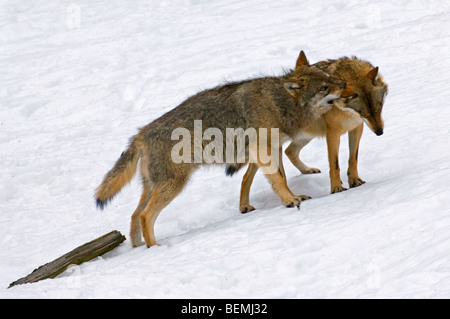 Europäischer Grauwolf (Canis Lupus) im Schnee im Winter, Dominanz, indem Sie untergeordnete Pack Mitglied in den Hals beißen Stockfoto