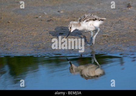 Trauerschnäpper Säbelschnäbler (Recurvirostra Avosetta) Küken auf Nahrungssuche am Ufer, Texel, Niederlande Stockfoto