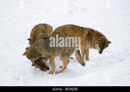 Packung mit europäischer Grauwolf (Canis Lupus) im Schnee im Winter zeigen Dominanz durch beißende untergeordnete Mitglied im Nacken Stockfoto