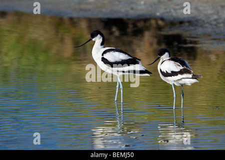 Zwei Säbelschnäbler (Recurvirostra Avosetta) stehen im flachen Wasser, Texel, Niederlande Stockfoto