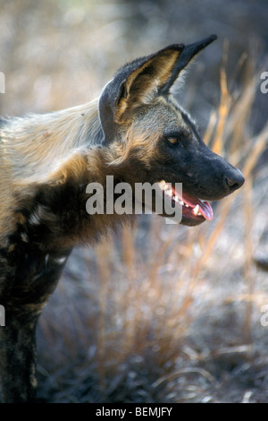 Nahaufnahme der Afrikanische Wildhund Porträt (LYKAON Pictus), Krüger Nationalpark, Südafrika Stockfoto