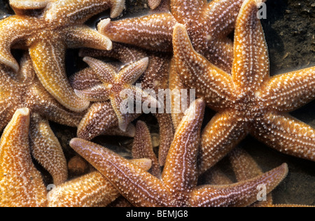 Gemeinsamen Seestern (Asterias Rubens) am Strand, Belgien Stockfoto