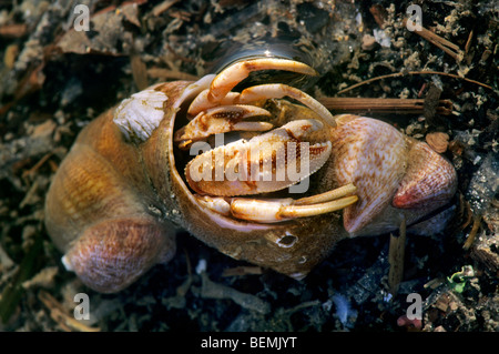 Einsiedlerkrebs (Pagurus Bernhardus) in der Ursuppe, Frankreich Stockfoto