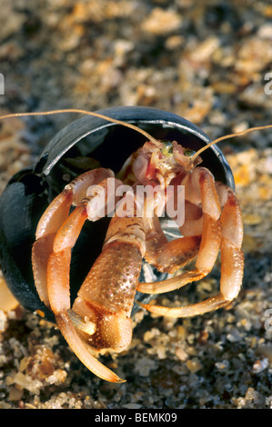 Einsiedlerkrebs (Pagurus Bernhardus) in der Ursuppe, Frankreich Stockfoto