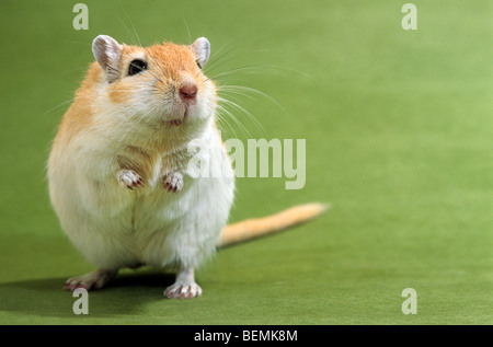 PET-Mongolische Wüstenrennmaus (Meriones Unguiculatus) aufstehen Stockfoto