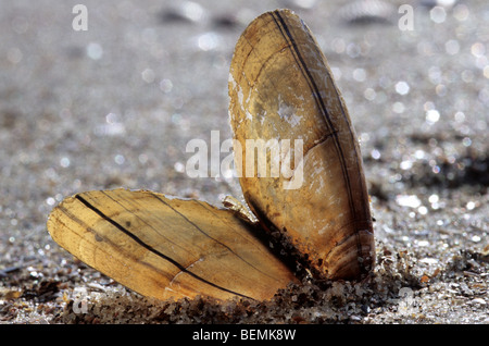 Gemeinsame / blau Miesmuschel (Mytilus Edulis) am Strand, Belgien Stockfoto