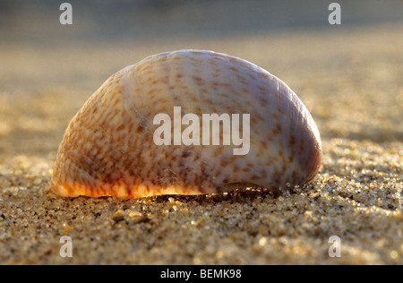 Amerikanische Pantoffel Limpet (Crepidula Fornicata) am Strand, Belgien Stockfoto