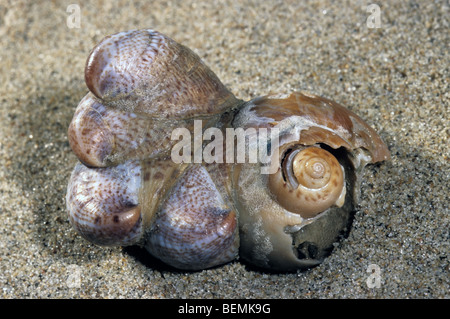 Kette von amerikanischen Pantoffel Napfschnecken (Crepidula Fornicata) am Strand, Belgien Stockfoto