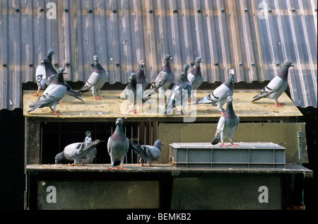 Brieftauben (Columba Livia Domestica) am Taubenschlag Stockfoto