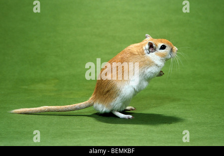 PET-Mongolische Wüstenrennmaus (Meriones Unguiculatus) aufstehen Stockfoto