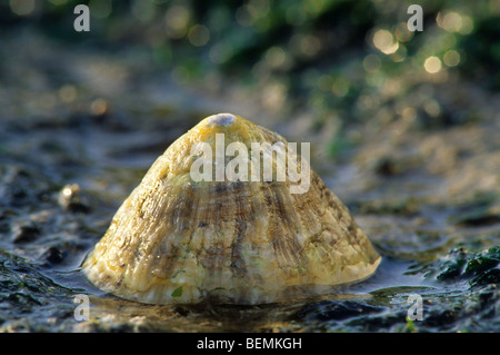 Limpet (Patella Vulgata) am Strand Stockfoto