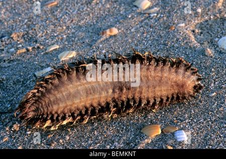 Meer-Maus (Aphrodita Aculeata), marinen Polychaeten Wurm gewaschen am Strand entlang der Nordsee Stockfoto