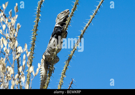 Sonora stacheligen-tailed Leguan (Ctenosaura Hemilopha) in der Sonora Wüste, Arizona, heimisch in Mexiko auf Ocotillo Aalen Stockfoto