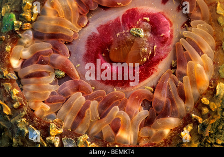 Dahlie Anemone (Urticina Felina) in der Ursuppe, Frankreich Stockfoto