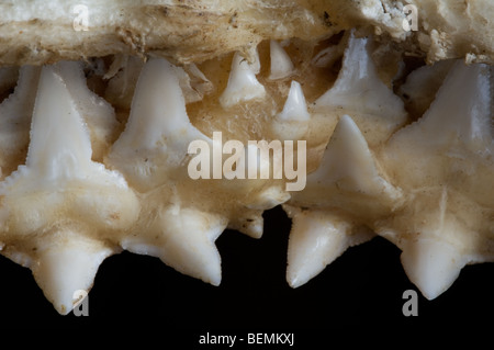 Hai Oberkiefer zeigen mehrere Schichten von gezackten Zähnen, Madagaskar Stockfoto