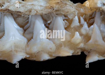 Hai Oberkiefer zeigen mehrere Schichten von gezackten Zähnen, Madagaskar Stockfoto