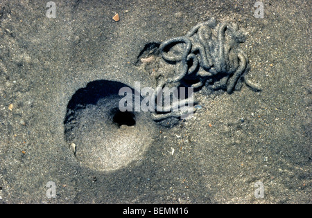 Wattwurm / Sandwurm (Interpretation Marina) Fuchsbau zeigen Schlag Loch und Besetzung von Defaecated Sedimenten am Strand entlang der Nordseeküste Stockfoto