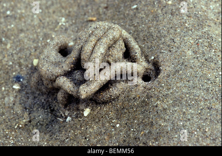 Wattwurm / Sandwurm (Interpretation Marina) Fuchsbau zeigen Schlag Loch und Besetzung von Defaecated Sedimenten am Strand entlang der Nordseeküste Stockfoto