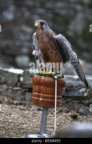 Turmfalke auf dem Display und Land, St. Dogmaels, Abtei, Pembrokeshire, Wales anzeigen Stockfoto