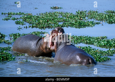 Zwei Nilpferd Bullen (Hippopotamus Amphibius) kämpfen im Wasser des Sees, Krüger Nationalpark, Südafrika Stockfoto