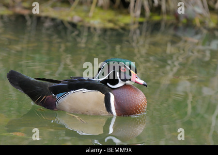 Carolina Wood Duck Aix Sponsa Drake Bilder aus dem Monat in England Stockfoto