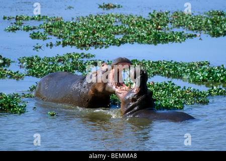 Zwei Nilpferd Bullen (Hippopotamus Amphibius) kämpfen im Wasser des Sees, Krüger Nationalpark, Südafrika Stockfoto