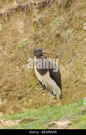 Schwarzer Storch Ciconia Nigra Bilder aus dem Monat in Spanien Stockfoto