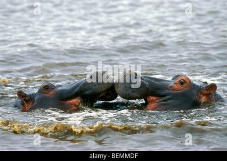 Zwei Nilpferd Bullen (Hippopotamus Amphibius) kämpfen im Wasser des Sees, Krüger Nationalpark, Südafrika Stockfoto