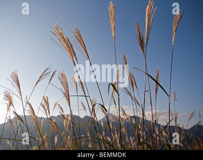 Wildgräser auf Togakushi Skipisten, Nagano, Japan Stockfoto